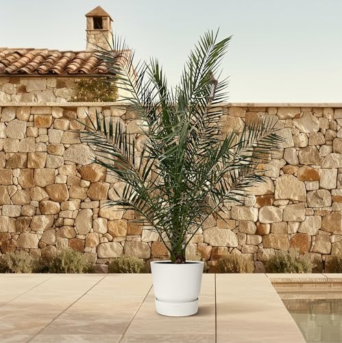 Exotenherz Palma da dattero delle Canarie Phoenix Canariensis - Vaso alto 27 cm, altezza 180 cm