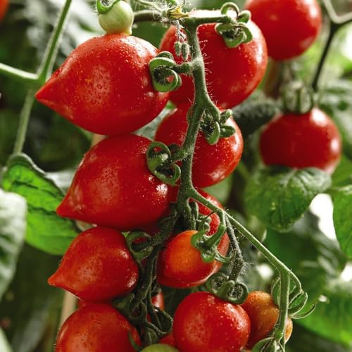 Heartbreaker Vita F1 Tomato Seeds – Unique Heart-Shaped Fruit, Prolific Bush Variety for Patio, Pot, and Greenhouse Growing – 1x Seed Packet by Thompson & Morgan