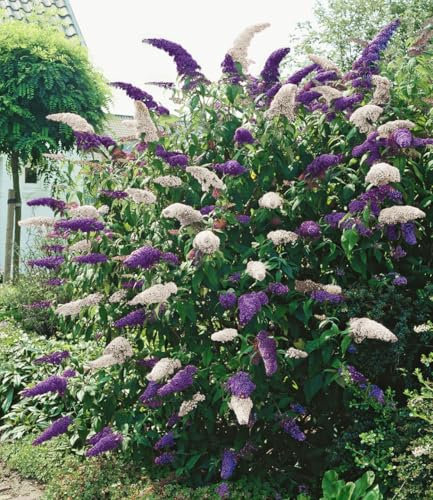 BALDUR Garten Buddleia Duo 'Violett-White',1 Pflanze, mehrjährig & winterhart, pflegeleicht, bienenfreundlich, für Beet & Kübel, duftende Blütenrispen in 2 Farben