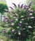 BALDUR Garten Buddleia Duo 'Violett-White',1 Pflanze, mehrjährig & winterhart, pflegeleicht, bienenfreundlich, für Beet & Kübel, duftende Blütenrispen in 2 Farben