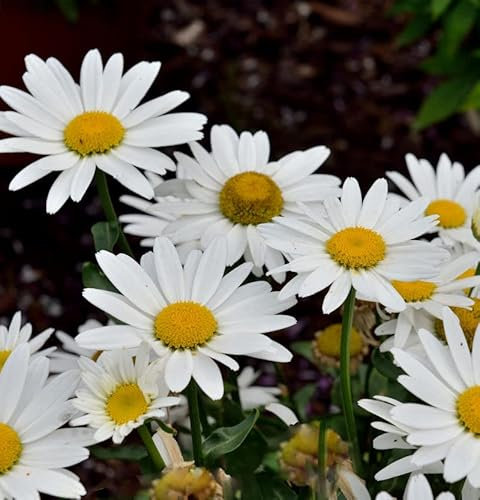 Wiesen Margerite Madonna - großer Topf - Leucanthemum maximum