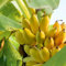 Semillas de plátano (70 unidades) para plantar en color amarillo