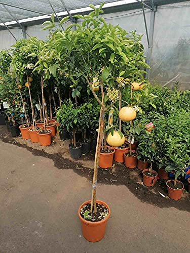 Grapefruitbaum Citrus paradisi – 140–180 cm | Blühender Zitrusbaum im Topf | Pompelmo für Terrasse, Balkon & Wintergarten – Immergrün, duftend & fruchttragend
