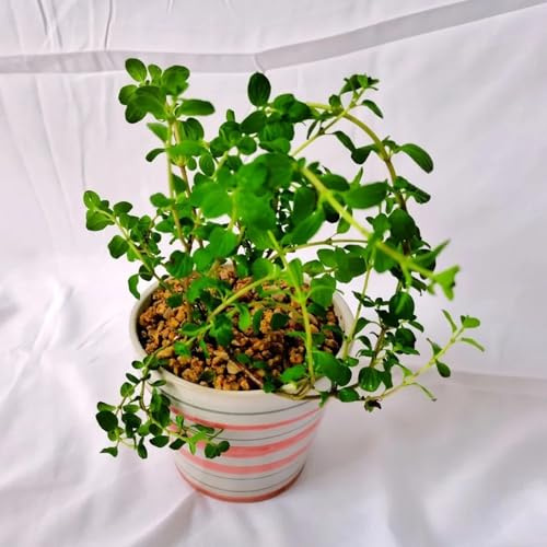 maggiorana semi di per balcone medicinali semi di maggiorana sostenibili aromatiche, resistenti in vaso aromatiche da giardino organiche per la 200semi