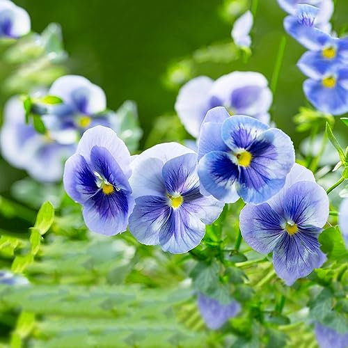 250 pcs wilde stiefmütterchen samen, nachhaltige produkte blumenwiese wildflower summer,Viola tricolor, pflanztöpfe balkon hochbeet zimmerpflanzen wenig lichtbedarf winterharte kübelpflanzen
