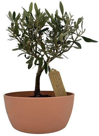 My Little Bonsai - Bonsai di Olivo in vaso colorato - Bonsai da esterno - Scheda botanica inclusa- Frase di buon auspicio - Vaso con foro per il drenaggio acqua - Benessere e relax