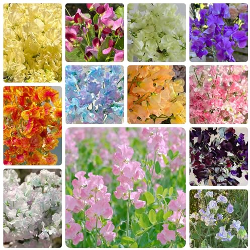 semi di pisello odoroso, pisello odoroso comune, varietà antiche interno resistenti tappezzanti d'appartamento rialzata giardino 420pcs