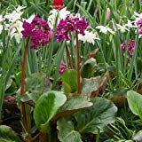 Semi Heartleaf Bergenia di Fiori (Bergenia cordifolia) 15 + Semi (60+)