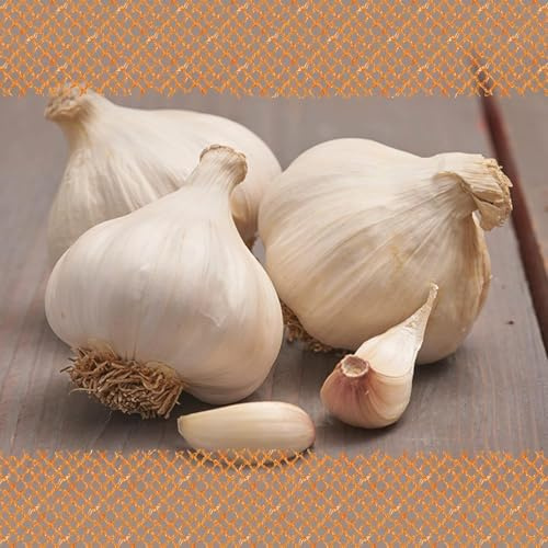 FLORTUS – Winterpflanzknoblauch Messidrome 5 kg Netz zertifiziertes Pflanzgut, keine Samen – Knollengröße 40-50 mm – winterhart, würziger Knoblauch aus Südfrankreich