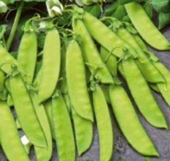 Pezzi - 100x Piselli Mangiatutto Primizie Heinrich Verdure Giardino Piante - Seme K570 - Seeds & Plants Shop by Ipsa