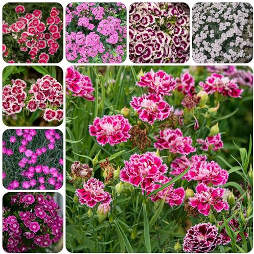 semillas de clavel dulce perenne, Dianthus, variedades antiguas orgánicas, cobertura del suelo, resistentes decoración 350pcs