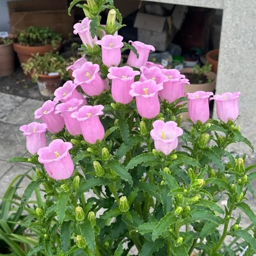 Semillas de campanilla-Campanula Medium,resistentes para exterior,semillas de y en maceta.de jardín 250pcs