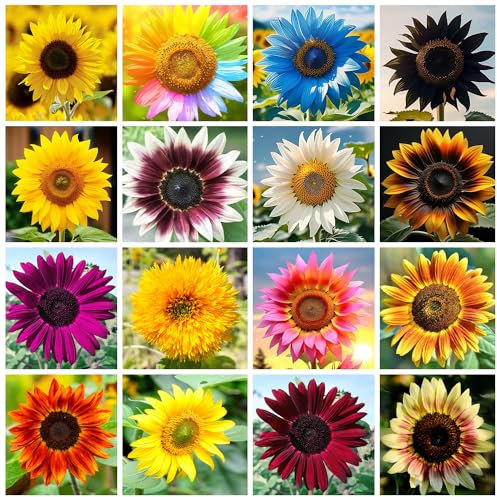 1000+ Stück Mix Sonnenblumen Samen zum Einpflanzen, Heirloom, Non-GMO, 15 Sorten einjährige Sonnenblumensamen zum Einpflanzen, einfach zu pflanzen und zu wachsen, lockt Schmetterlinge & Bienen