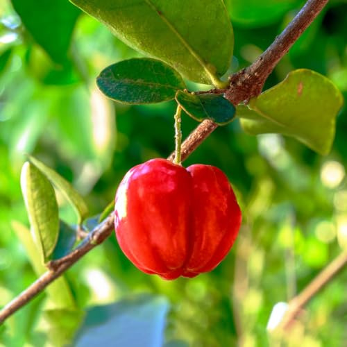 acerola - jardín de en espaldera balcón con camas elevadas columnar semillas de resistentes 15pcs