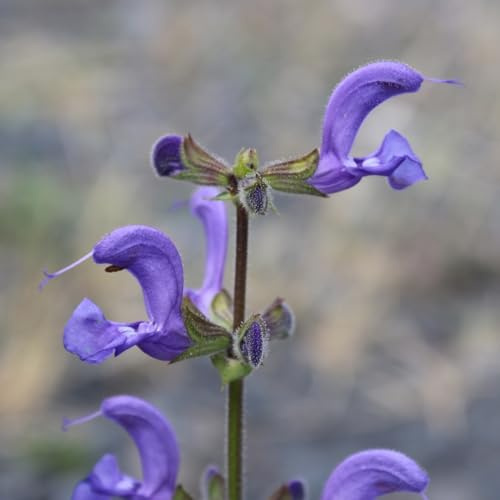 HEIMISCHES WILDPFLANZEN SAATGUT (unbehandelt & samenfest) für den Standort: SONNIG & TROCKEN - für Wildbienen & Schmetterlinge | WILDBLUMENWELT (Wiesen-Salbei | Salvia pratensis)