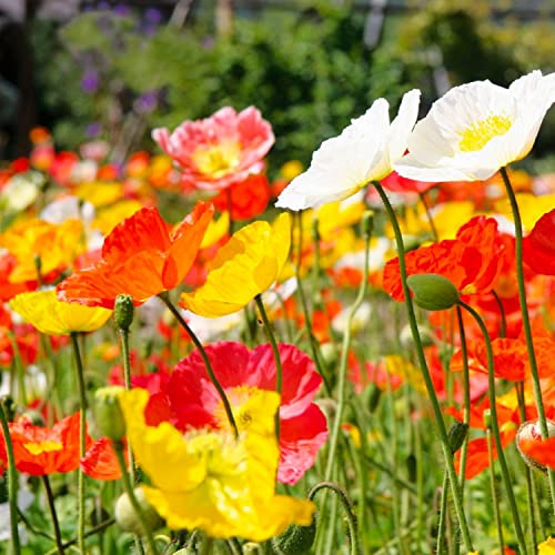 500 Island vallmofrön- blommor - reproducerbara bondefrön - SemiSauvage