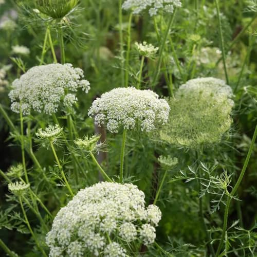 semillas de zanahoria silvestre - primavera, resistentes zanahoria silvestre orgánicas perennes cubierta perenne 85pcs