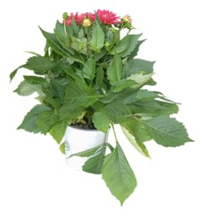 Planta de Dalia Natural Perfecta para Embellecer tu Jardín