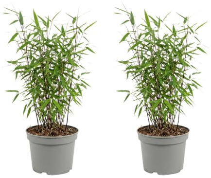 Bloomique - Juego de 2 - Fargesia Dragón Rojo - Planta de Bambú Rojo - No invasiva - Resistente - Perenne - Planta de seto - Plantas de jardín - Altura 50-70 cm - Maceta 17 cm