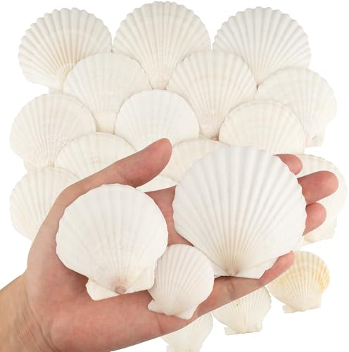 30PCS Sea Shells, 3 Size White Sea Scallop Shells for Crafting, 3.5-8CM Seashells for Beach Theme Party DIY Crafts Wedding Decorations, Fish Tank Decorations and Vase Fillers, Home Decor Supplies