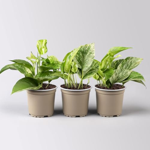 Efeutute 'Marble Queen', Topf-Ø 12 cm, 3 Pflanzen