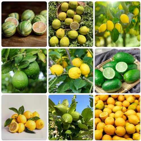 semi di limone, di limone da frutto colonnari serre da balcone frutteto balcone esotico frutto nani, resistenti raro comprare colonnari 200pcs
