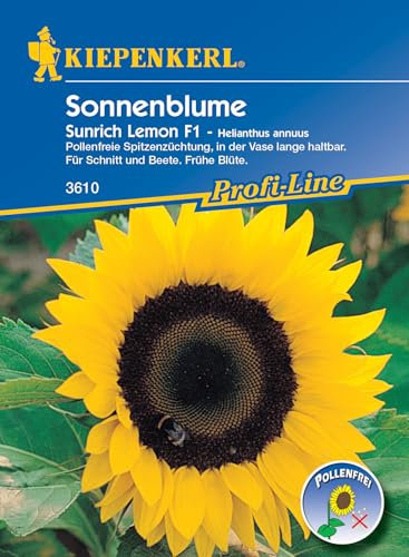 Kiepenkerl Profi-Line Sonnenblumensamen Sunrich Lemon, F1 3610 - Pollenfreie Spitzenzüchtung für Schnitt und Beete, Wuchshöhe 1,70m, Blumensamen Mischung für 25 Pflanzen
