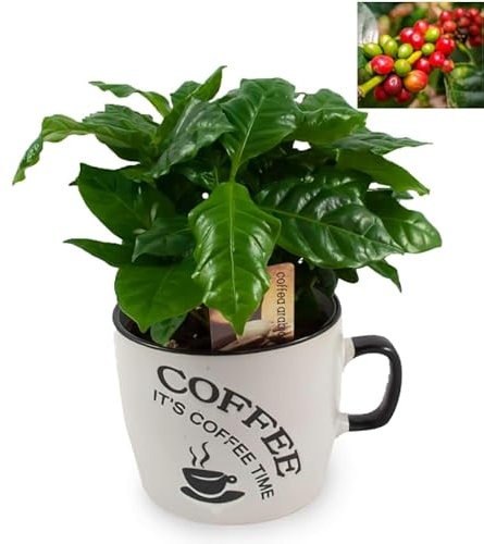 POWERS TO FLOWERS - COFFEA ARABICA, PIANTA DEL CAFFE', TAZZA IN CERAMICA BIANCA, Pianta Vera