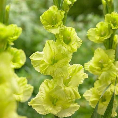 Gladiolen Grün, 10 Zwiebeln aus Holland, echte große Gladiolenpflanzen für Garten und Töpfe (keine Samen, nicht künstlich und winterhart)