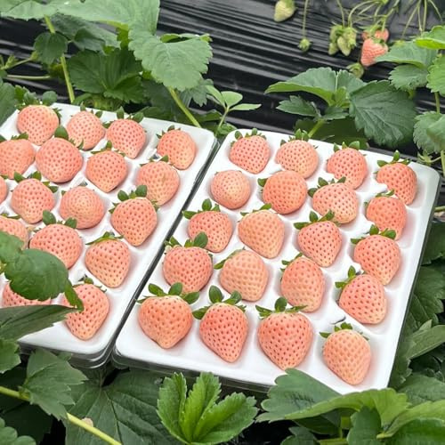 fresas semillas de fresa organicas Plantas de balcón con frutos en forma de columna, semillas de frutos Semillas de fresa para bancales elevados Decoración de árboles frutales, cultivo 125pcs