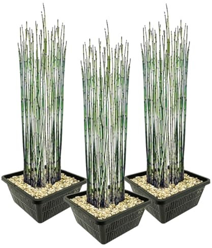 vdvelde.com - Japanischer Schachtelhalm - 12 Stück - 3 Teichkörbe - Equisetum Japonicum - - Wasserpflanze- Ausgewachsene Höhe: 120 cm- Platzierung: -1 bis -20 cm