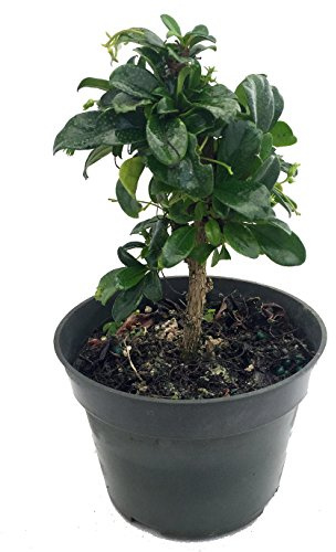 Fukien Tea Bonsai Tree - Carmona microphylla - 6 Pot - Indoor Houseplant