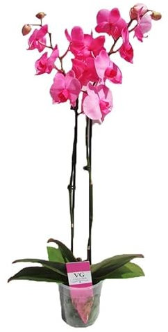 Orquídea Phalaenopsis Natural Planta de Interior de Flores Llamativas