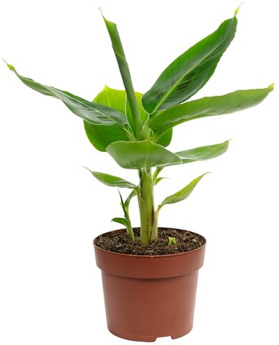 Bananenpflanze - exotische Zimmerpflanze, Musa tropicana - Höhe ca. 30 cm, Topf-Ø 12 cm