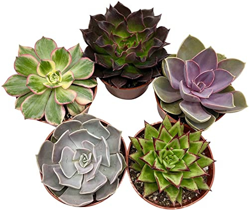 Mini Plantas Suculentas DECOALIVE Combo de 5 Unidades Diferentes