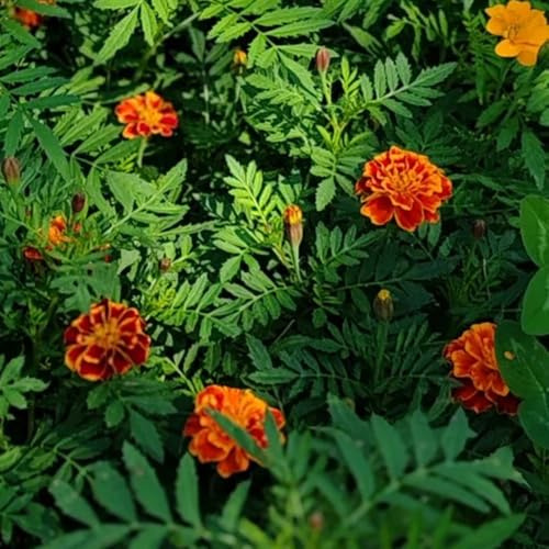 semi di calendula biologici - tagetes - aiuola, esotiche resistenti di calendula di calendula per il giardino, resistenti 500pcs