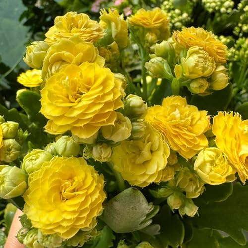 semi di kalanchoe - balcone, copertura del terreno, perenne di campo, aiuole rialzate di campo 125pcs