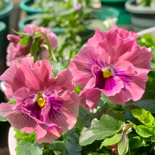 semi di viola del pensiero raro giardino roccioso rialzata resistenti decorazione soggiorno tappezzanti d'appartamento esotiche 400pcs