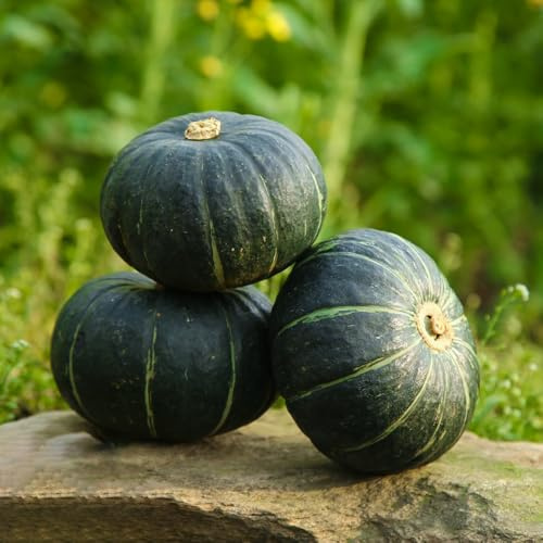 Semillas de calabaza - extraño balcón invernadero de invierno antiguas variedades calabaza ornamental resistentes resistentes 550pcs