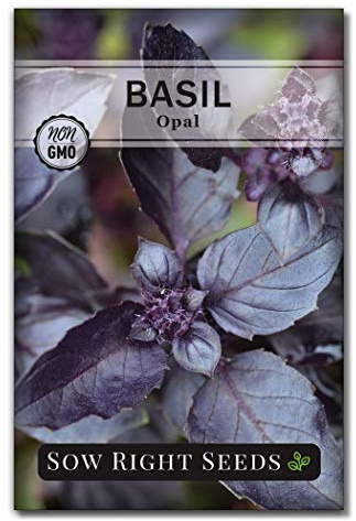 Sow Right Seeds - Opal Basil Seeds for Planting - Non-GMO Heirloom Packet with Instructions to Plant Indoors or Outdoor - Great for Hydroponics or Growing a Kitchen Herb Garden - Purple Leaves (1)