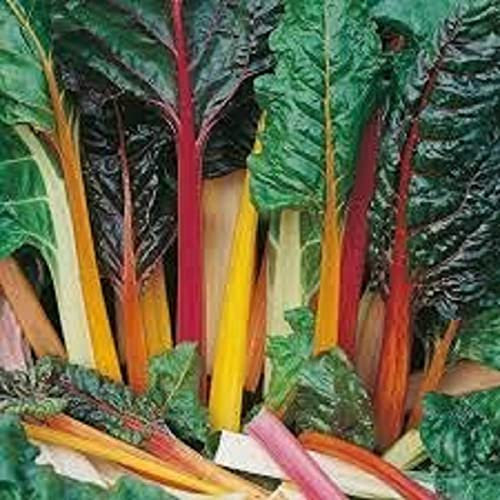 Swiss Chard Plants, 'Rainbow', 12 x Full Plant Pack, Vegetable Plants, Chard, Garden Veg, Garden Ready and Ready to Plant, Premium Quality Vegetables