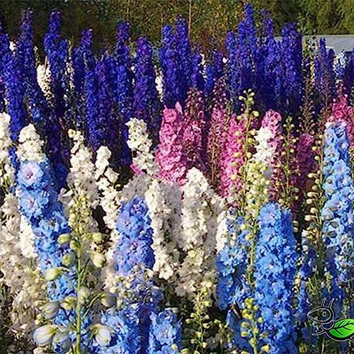 Luojuny Rittersporn-Samen, 1000 Stück/Beutel, gute Ernte, Delphinium-Samen, fruchtbares jährliches Gartengeschenk, Rittersporn-Samen für den Außenbereich Samen