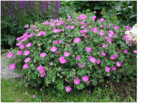 Stauden Gänge 3 x Geranium sanguineum 'Max Frei' (Winterhart/Stauden/Staude/Mehrjährig/Bodendecker) Blut Storchschnabel - Kompakt, leuchtend und unermüdlich blühend - Tolle leuchtende Blüten