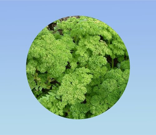 300 graines persil frisé mousse 2 - petroselinum crispum - AROMATIQUE - comestible - cuisine