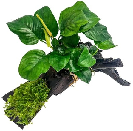 AquaOne Plantas de acuario en madera Anubias barteri y musgo en raíz de manglar – Decoración natural para acuarios – Fácil de limpiar e ideal para gambas, bagres y aquascaping