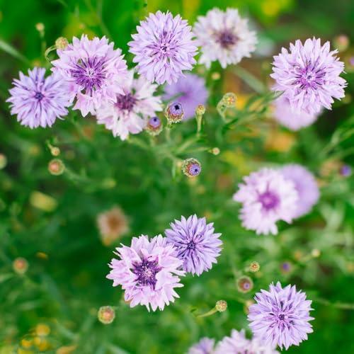 Fiordaliso decorazioni giardino di autunno, semi estate giardino semi 100pcs
