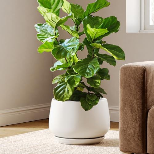 LE TAUCI Ceramic Plant Pots, 30 cm Plant Pot Indoor with Drainage Holes and Saucers, Stylish and Durable Planter, Ceramic Pots for Plants, Gift for Mom, White