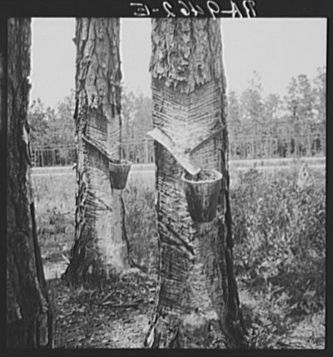 HistoricalFindings Photo: Turpentine Country,Florida,FL,Farm Security Administration,July 1936,FSA