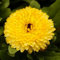 Luojuny Semillas de caléndula, 200 unids/bolsa fragante paisajismo natural al aire libre decorativo florecimiento semillas de caléndula decoración de patio Amarillo