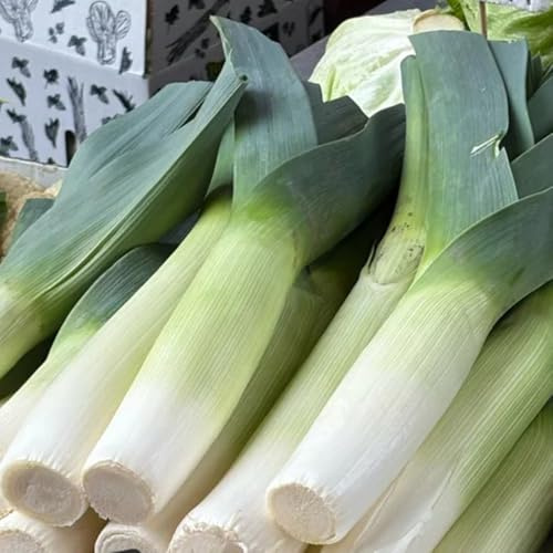 semi di porro biologici - resistenti balcone giardino 300pcs